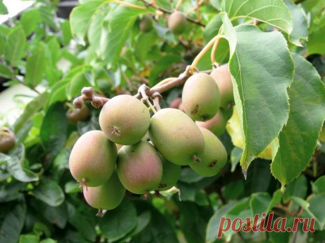 Выращивание актинидии в Сибири, особенности посадки и ухода Сорта актинидии для посадки в Сибири. Различные селекции зимостойких сортов. Советы по посадке, выращиванию и уходу в этом регионе. Фото и видео по теме.