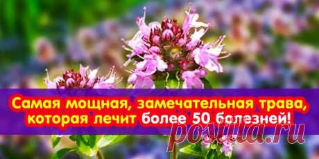 Целебные свойства этой травы трудно переоценить! Стоит обратить на неё особое внимание! Тимьян обладает антисептическими, антиспазматическими, антибиотическими, противовирусными, фунгицидными, бактерицидными и отхаркивающими свойствами, которые делают его способным убивать микроб...