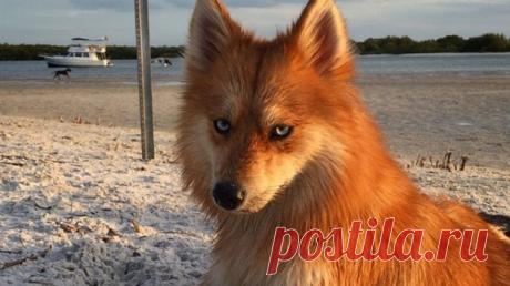 Кто это — волшебная лиса или все-таки собака?