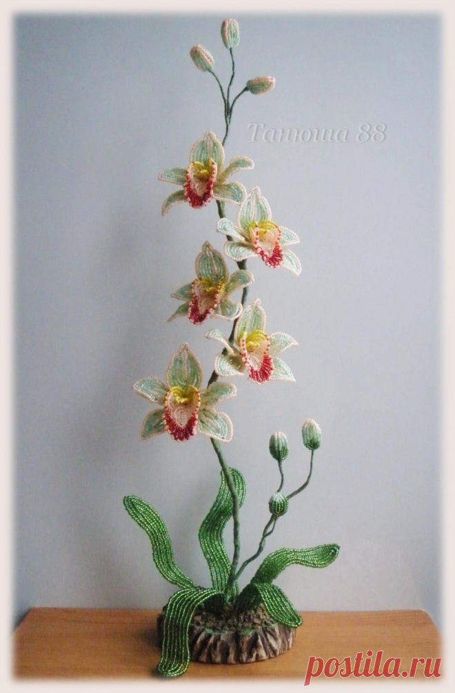 biser.info_42185_orkhideja-cimbidium_1360791298.jpg (1051×1600)