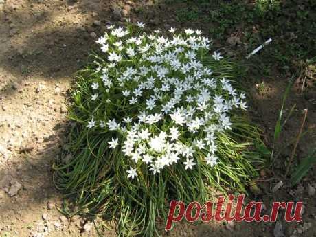 Многолетний садовый цветок Птицемлечник (Ornithogalum). Луковичный многолетник высотой 80-90 см. Луковица округлая или яйцевидная, 2-5 см в диаметре. Листья прикорневые линейные, зеленые или сизо-зеленые. Цветки диаметром 1-3 см, широко раскрытые, белые или желтоватые, по спинке с зеленой полоской, собраны в кистевидное или щитковидное соцветие. Цветет в апреле - июле.

Основные виды.
П.арабский (O.arabicum) - высотой до 60см; цветки белые, диаметром до 5 см.