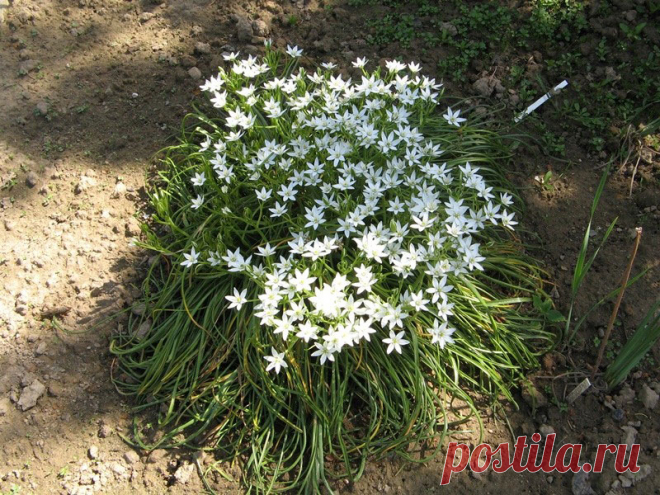 Многолетний садовый цветок Птицемлечник (Ornithogalum). Луковичный многолетник высотой 80-90 см. Луковица округлая или яйцевидная, 2-5 см в диаметре. Листья прикорневые линейные, зеленые или сизо-зеленые. Цветки диаметром 1-3 см, широко раскрытые, белые или желтоватые, по спинке с зеленой полоской, собраны в кистевидное или щитковидное соцветие. Цветет в апреле - июле.

Основные виды.
П.арабский (O.arabicum) - высотой до 60см; цветки белые, диаметром до 5 см.