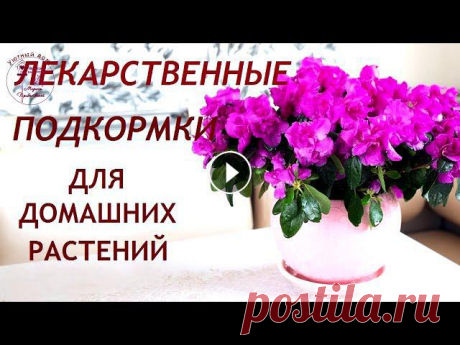 Лекарственные подкормки для комнатных растений Здравствуйте! Знаете ли вы, что лекарствами из вашей аптечки вы можете вылечить не только себя, но и использовать их в качестве добавок для комнатных ...