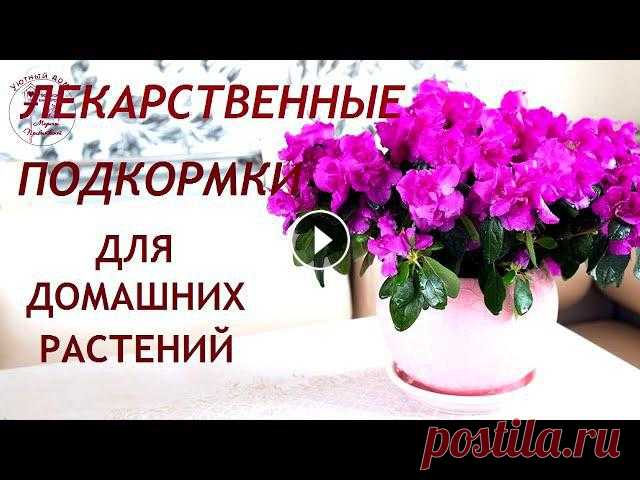Лекарственные подкормки для комнатных растений Здравствуйте! Знаете ли вы, что лекарствами из вашей аптечки вы можете вылечить не только себя, но и использовать их в качестве добавок для комнатных ...