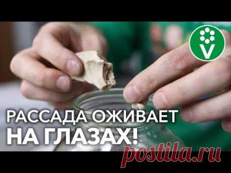 ПОЛЕЙТЕ ЭТИМ РАССАДУ ДЛЯ МОЩНОГО РОСТА КОРНЕЙ! И другие хитрости здоровой рассады!