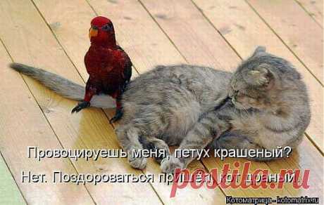 (+1) - Новые прикольные котоматрицы | Четвероногий юмор