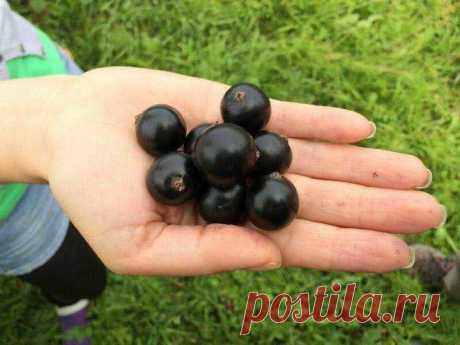 Лучшие сорта чёрной смородины