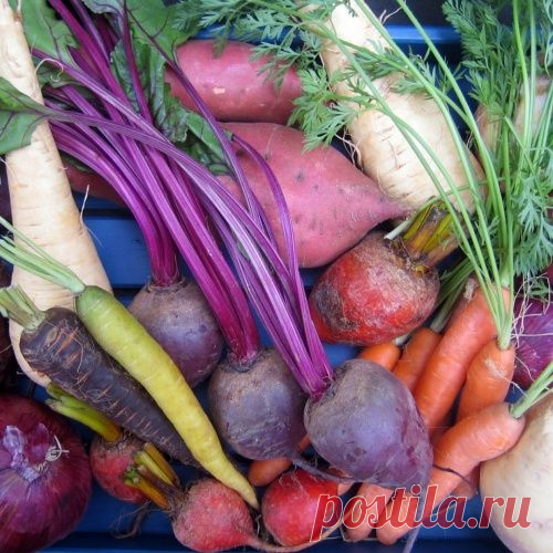 Убираем морковь, свеклу и пастернак