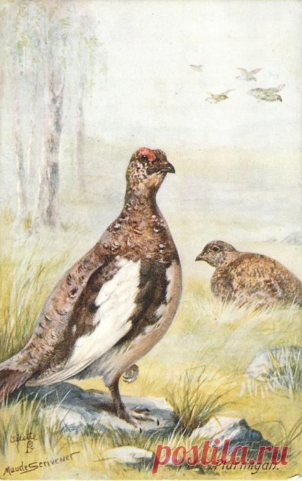 Куропатка - Открытки TuckDB