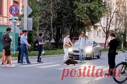Невозмутимый бобр прогулялся по улицам российского города