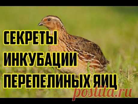 Перепела / Инкубация перепелиных яиц / Выращивание перепелов в домашних условиях