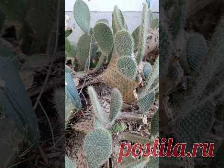 Объятия двух видов 😁😯 #кактус 💚