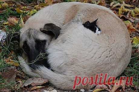 (74) Одноклассники