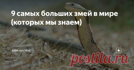 9 самых больших змей в мире (которых мы знаем) Измерить змею рулеткой не очень-то легко. Кроме того, змеи растут всю жизнь, как деревья, поэтому невозможно узнать максимальный размер вида. Змеи в этом списке могут вырасти гораздо больше, чем их среднее значение, так что не принимайте это как окончательную классификацию. Несмотря на это, существуют несколько видов змей, которых можно считать гигантскими.
9. Королевская кобра (Ophiophagus