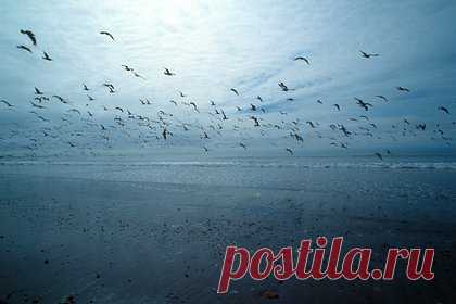 На Кунашире стало больше редких птиц благодаря искусственным гнездам. На Кунашире в заповеднике «Курильский» стало больше редких рыбных филинов — специалисты насчитали 38 пар птиц. Увеличения численности краснокнижных птиц удалось добиться благодаря искусственным гнездам, которые устанавливают сотрудники заповедника. Всего установлено 52 искусственных гнездовья.