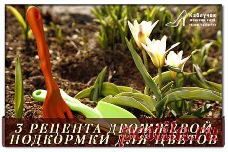 ТРИ РЕЦЕПТА ДРОЖЖЕВОЙ ПОДКОРМКИ ДЛЯ ЦВЕТОВ!