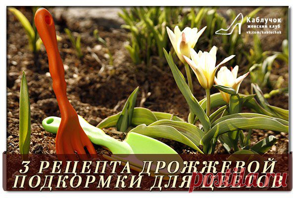 ТРИ РЕЦЕПТА ДРОЖЖЕВОЙ ПОДКОРМКИ ДЛЯ ЦВЕТОВ!