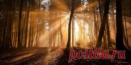 Фото Солнечные лучи, пробивающиеся сквозь густой осенний лес, фотограф Oer-Wout