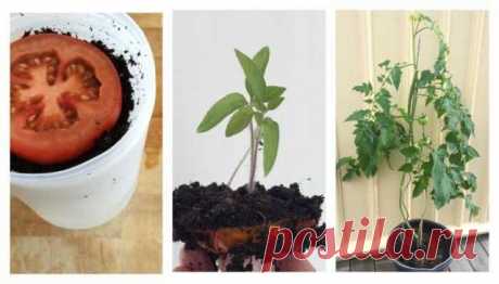 Вкуснейшие томаты круглый год, которые сможет вырастить каждый — Домашние