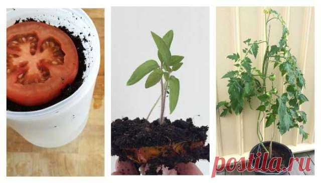 Вкуснейшие томаты круглый год, которые сможет вырастить каждый — Домашние заботы