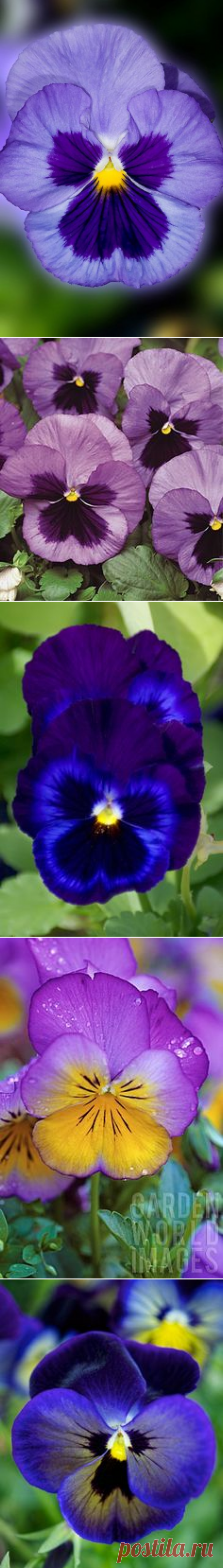 Анютины глазки and Фиолетовый on Pinterest
