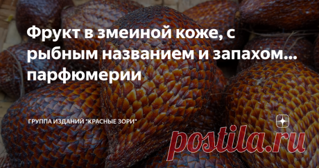 Фрукт в змеиной коже, с рыбным названием и запахом… парфюмерии Эти плоды напоминают кладку яиц дракона: продолговатые и чешуйчатые. Если взять такой в руку, он окажется шероховатым и колючим, словно бы его покрывает не то рыбья, не то змеиная чешуя. Да и название у плода тоже «рыбное» – салак, а в народе «змеиный фрукт». И растет этот фрукт на пальме. Но, опять же, весьма необычной пальме и весьма необычным образом – не на макушке, поближе к солнцу, а у подножия – огромным...