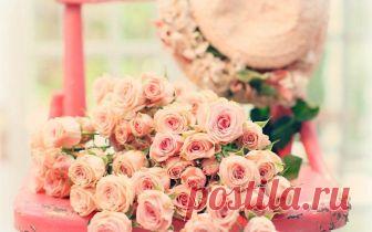 Скачать обои цветы, flowers, pink, rose, roses, розы, раздел цветы в разрешении 1600x1000