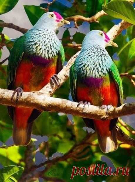 (14) Facebook