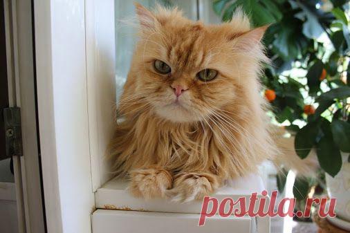 Котики каждый день - Community - Google+