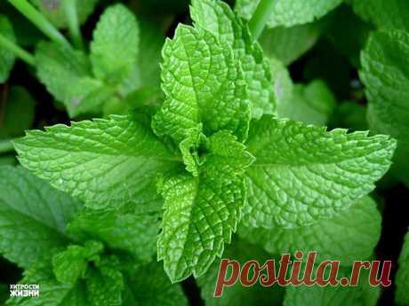 Мята незаменима не только в кулинарии. Она... / Разное / Полезно / Pinme.ru / Влада Ли-Мин