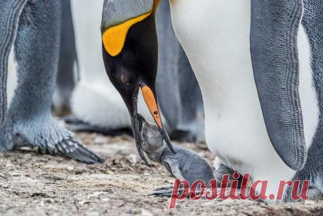Как «рожают» и выхаживают своих детей пингвины: трогательные фото и удивительные факты - Статьи - Семья - Дети Mail.ru
