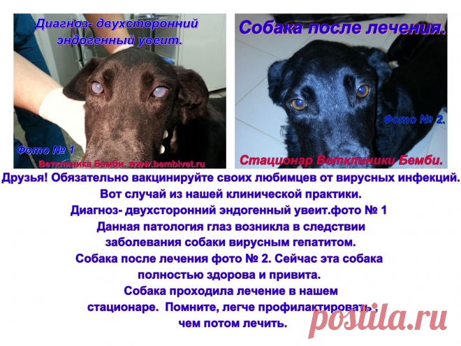 Вакцинация, важная и  неотъемлемая часть здоровья вашего питомца.