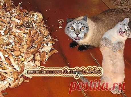 Одноклассники