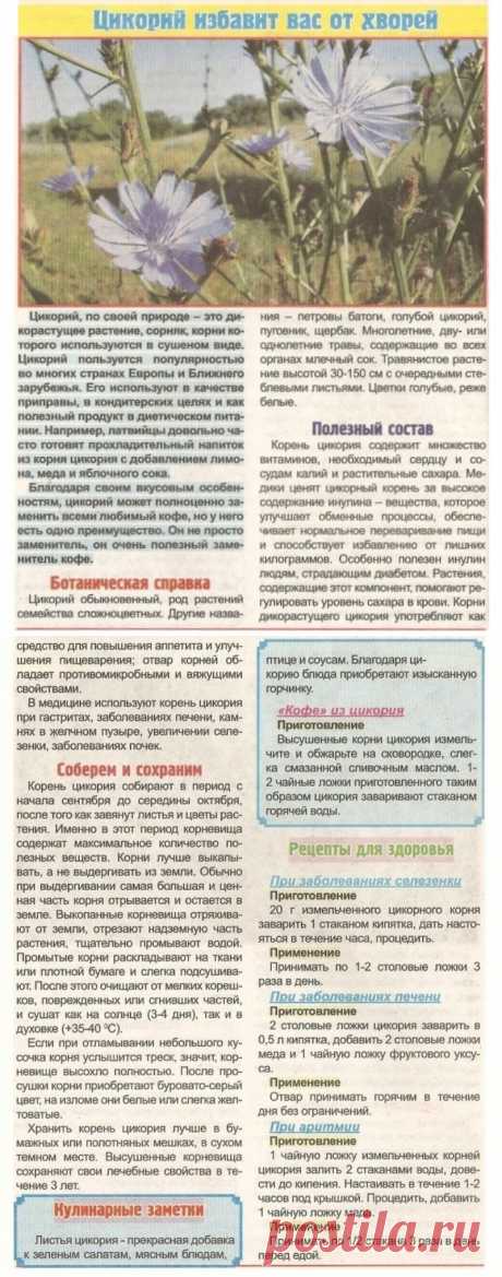 Цикорий избавит вас от хворей