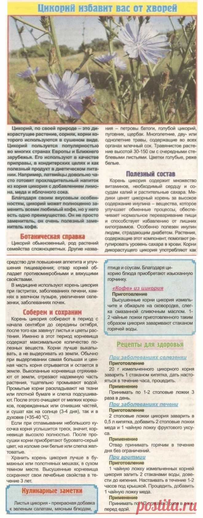 Цикорий избавит вас от хворей