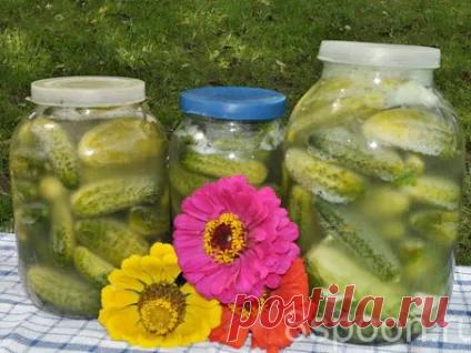 ЗАГОТОВКИ НА ЗИМУ,,, -
 .
ЗАСОЛКА ОГУРЦОВ БАБУШКИ.
Рецепт проверенный, огурцы получаются хрустящими, могут храниться в погребе до 2-х лет!