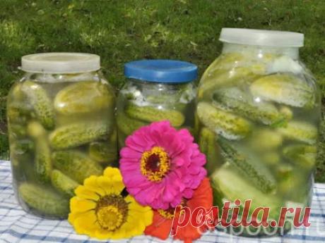 ЗАГОТОВКИ НА ЗИМУ,,, -
.
ЗАСОЛКА ОГУРЦОВ БАБУШКИ.
Рецепт проверенный, огурцы получаются хрустящими, могут храниться в погребе до 2-х лет!