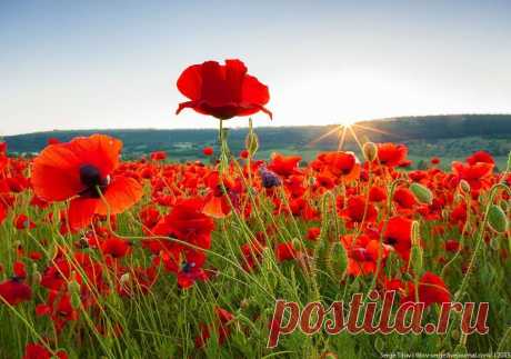༻🌸༺ •°”°• ПОГУЛЯЙ ПО РАДУГЕ •°”°•༻🌸༺ - Группы Мой Мир