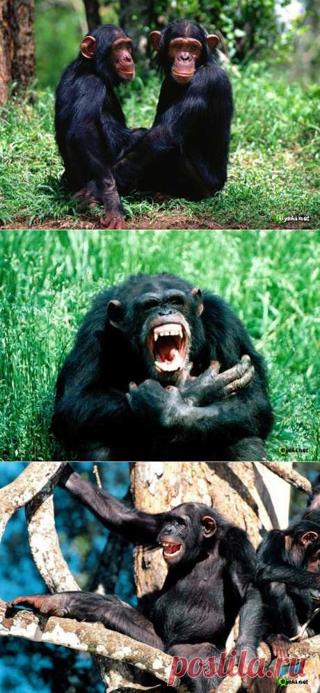 Шимпанзе .