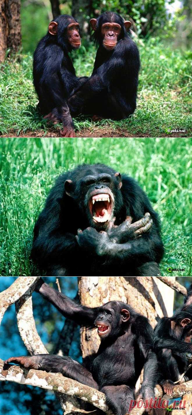 Шимпанзе .