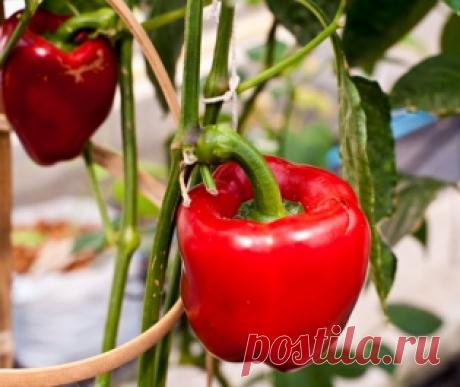 Идеи для сада - Портал «Домашний»