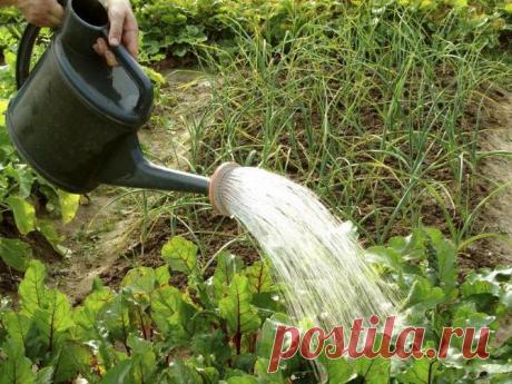 Как избавиться от крестоцветной блошки