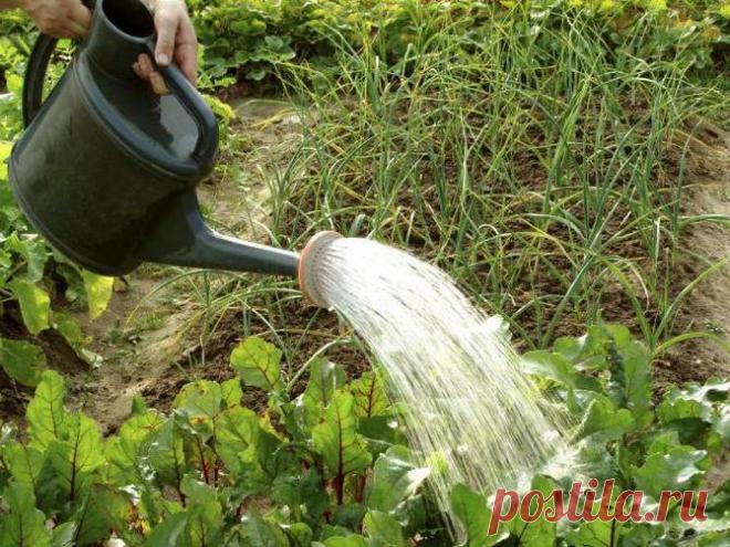 Как избавиться от крестоцветной блошки