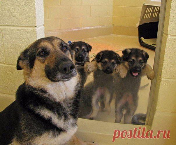 Собаки, которые гордятся своим чудесным потомством