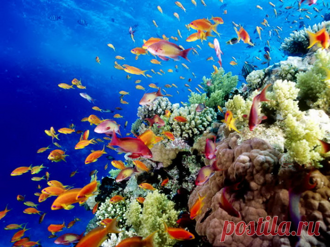 Самые красивые подводные пейзажи