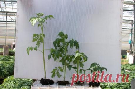 Томатная рассада перерастает, а высаживать еще рано - как замедлить рост рассады