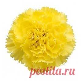 Salamanca - Гвоздика жёлтая - Гвоздики