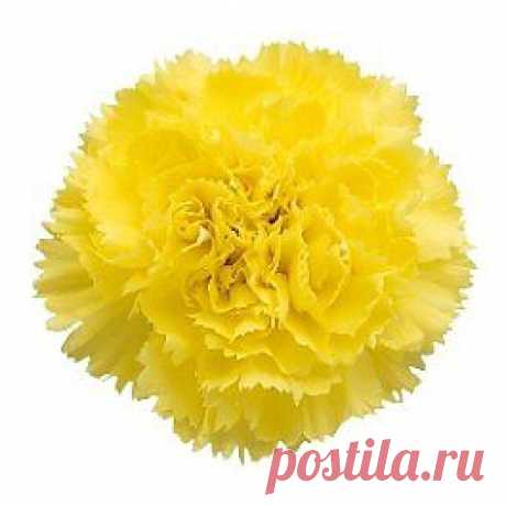 Salamanca - Гвоздика жёлтая - Гвоздики