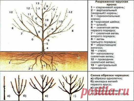 ПРАВИЛЬНАЯ ОБРЕЗКА ВИШНИ И ЧЕРЕШНИ ОСЕНЬЮ!!!
Важной целью обрезки вишни и черешни является улучшение их плодоношения.
Косточковые деревья, к которым относятся и черешня с вишней, нуждаются в регулярной и своевременной обрезке.
Благодаря проведению обрезки с учётом плодоношения и особенностей их роста, жизнеспособность деревьев значительно улучшается, увеличивается их продуктивный период и урожайность.
Обрезка черешни осенью
 
Во время осенней обрезки у черешни следует сформировать чашевидну