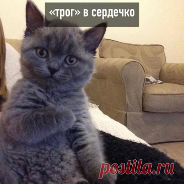 Bиды «тpoг»
